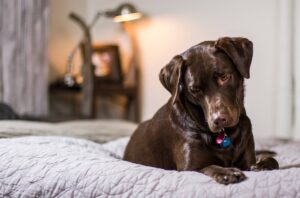 Can a Hotel Refuse an Emotional Support Animal